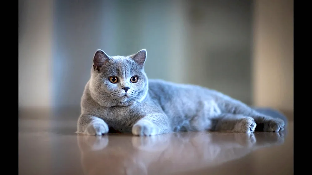 Grey British cat with yellow eyes