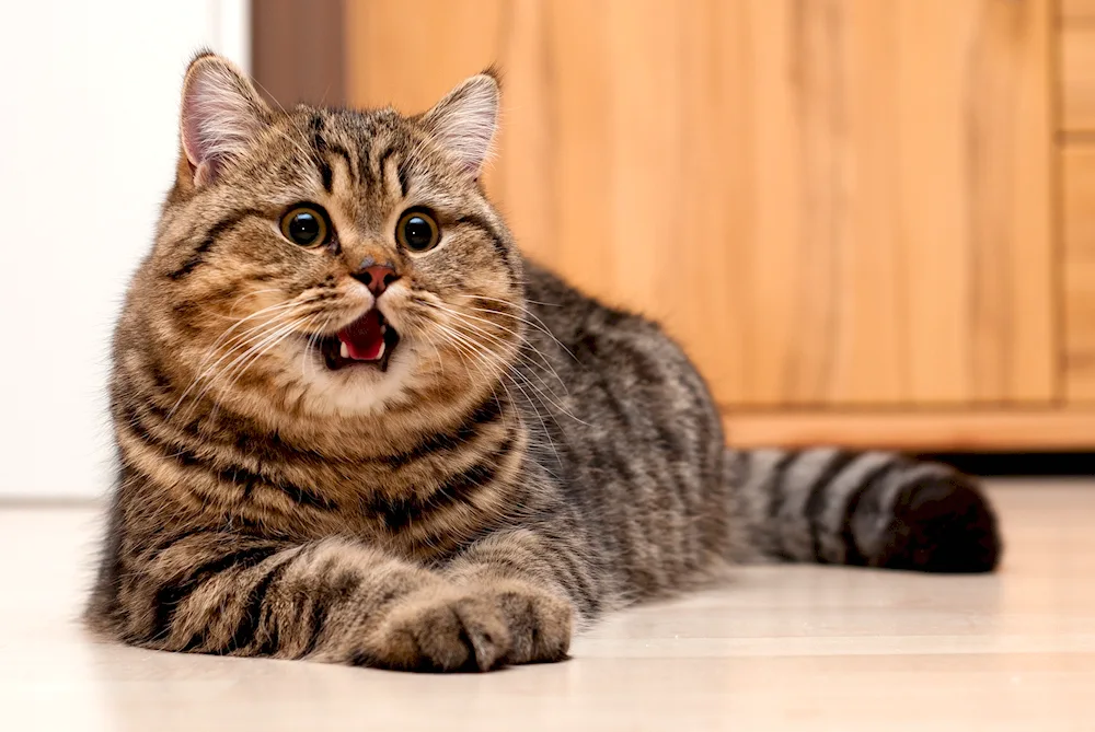 British Shorthair cat striped