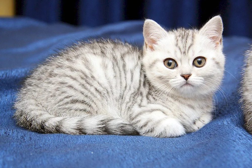 British Shorthair tabby cat striped