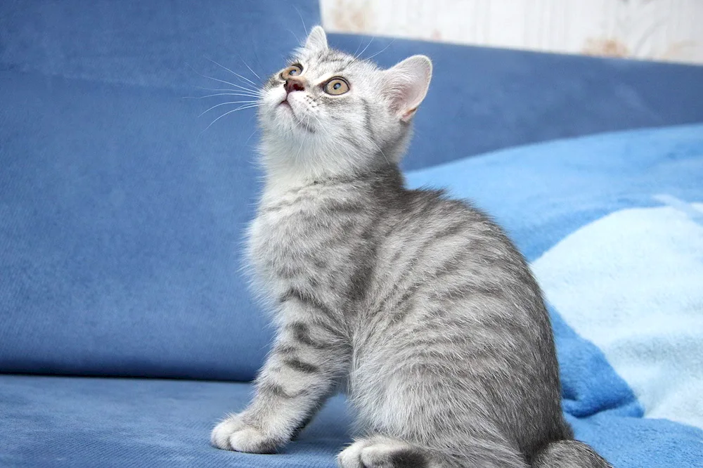 British Shorthair cat striped