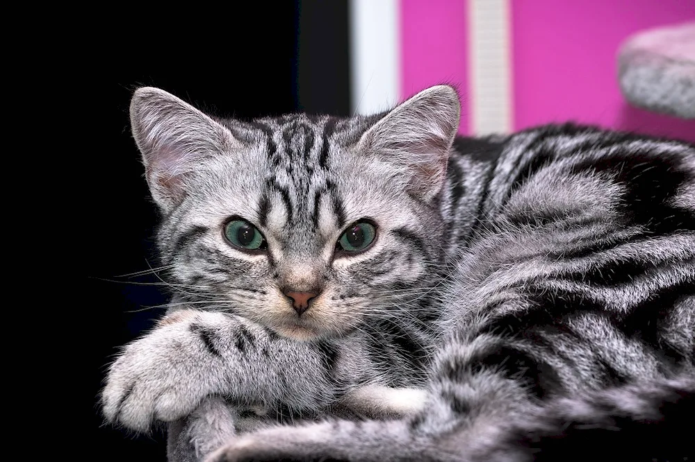 British shorthair cat striped