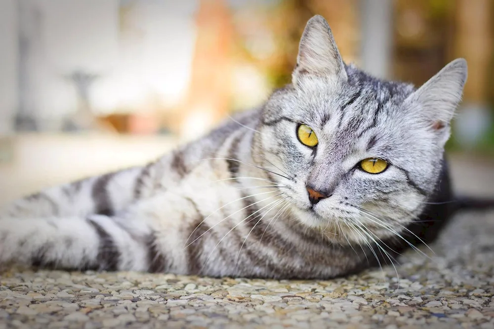 Striped cat