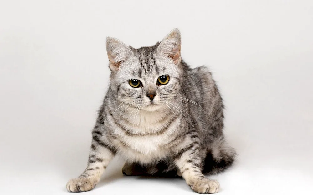 British Shorthair tabby cat