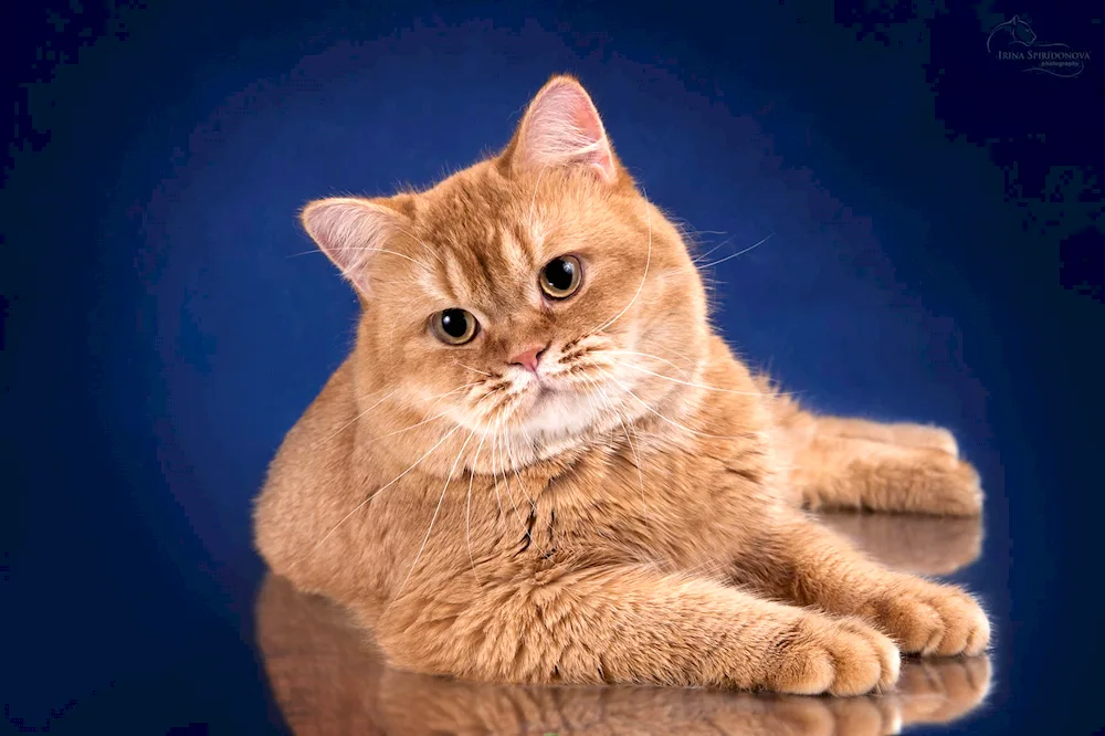 British Shorthair cat red