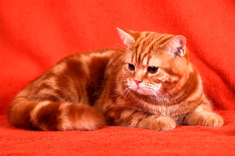 British Shorthair Cat Red