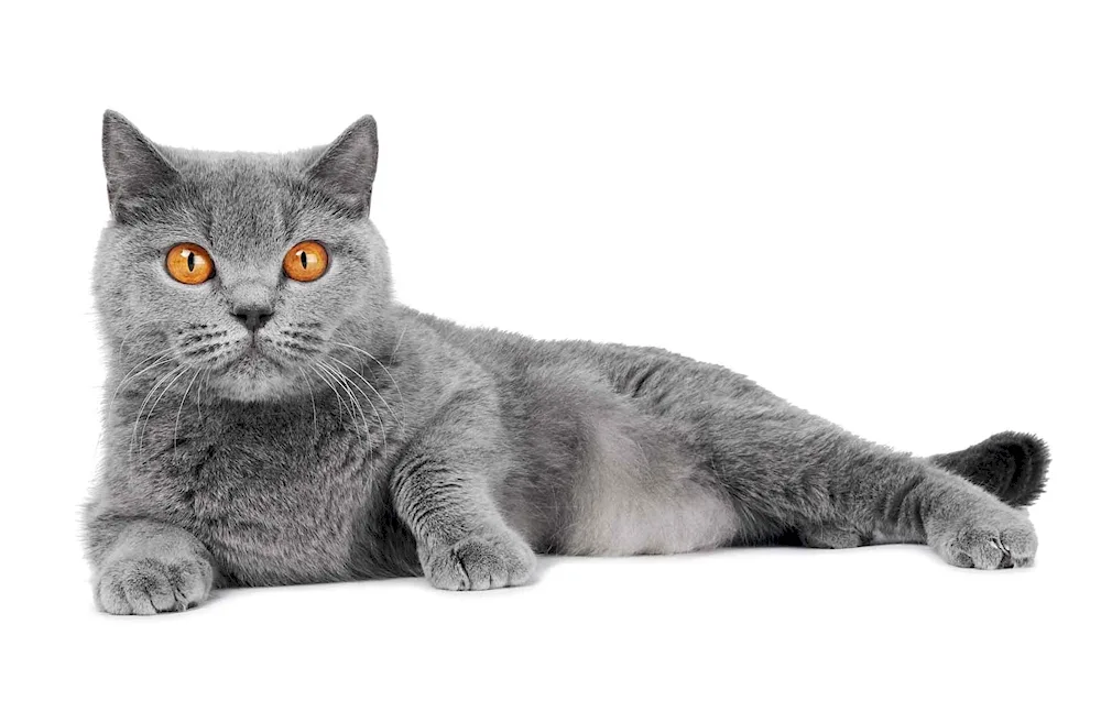 British shorthair cat grey