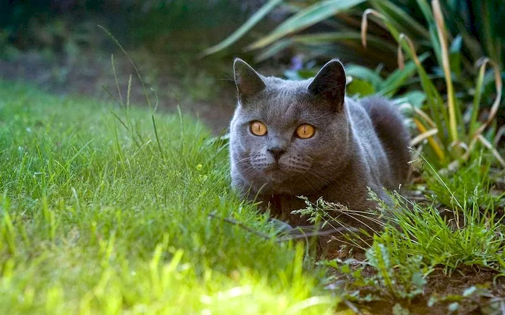 British grey cat