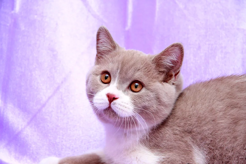 Lilac cat British