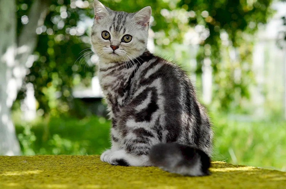 British marbled tabby cat