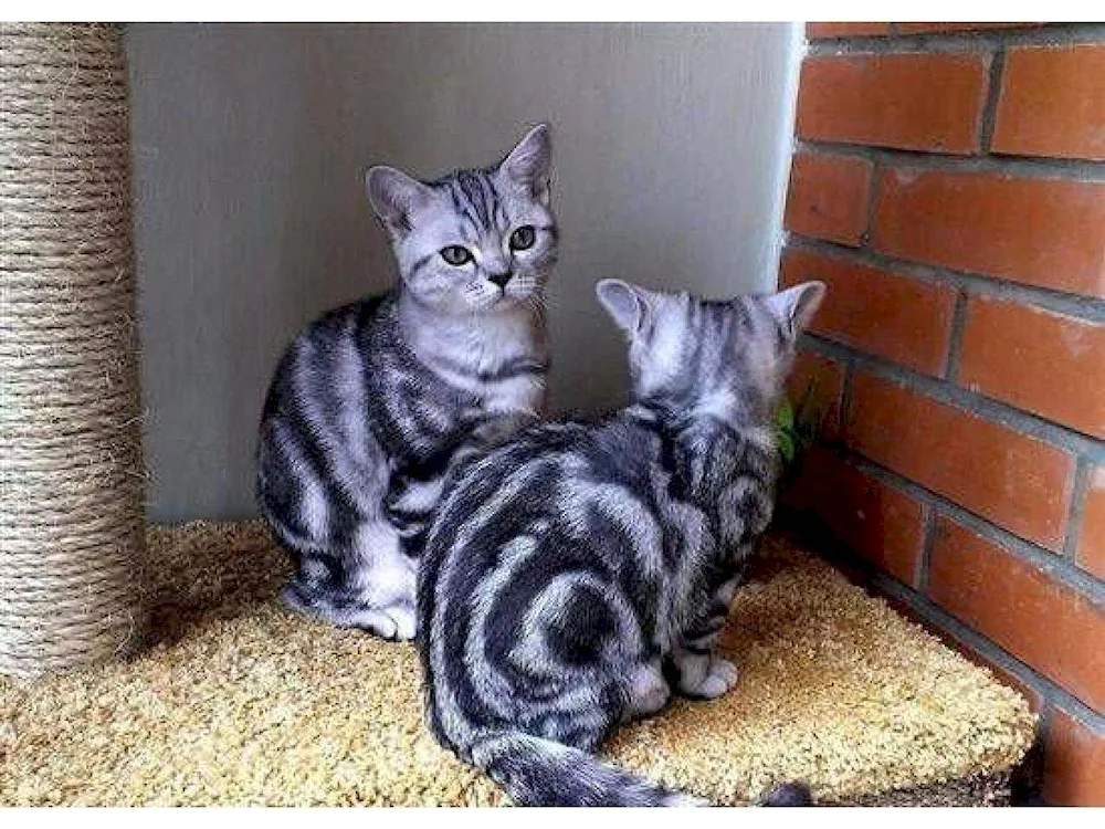 British marbled tabby cat