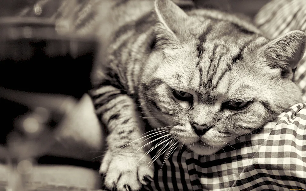 Cat face