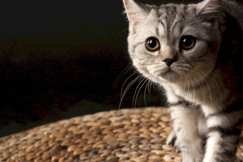 British cat striped grey