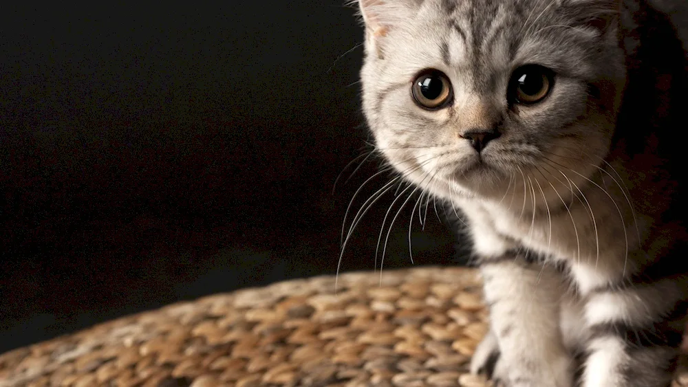 British cat striped lop