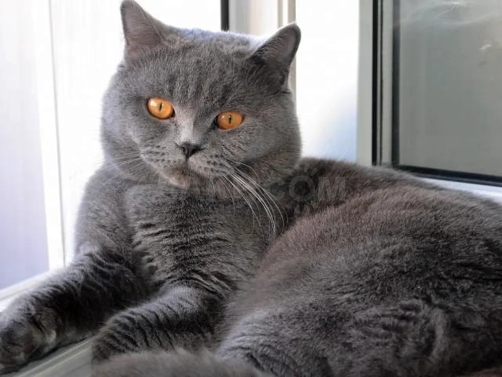 British straight-eared grey cat