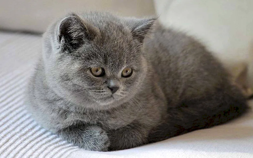 British straight-eared cat grey