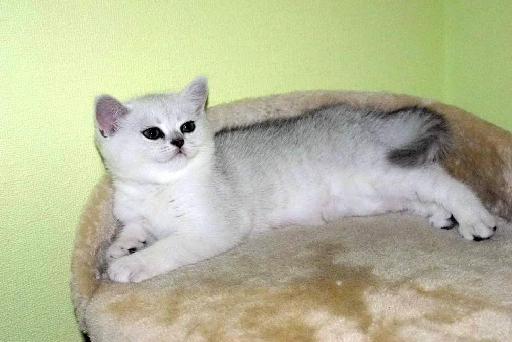 British cat silver chinchilla