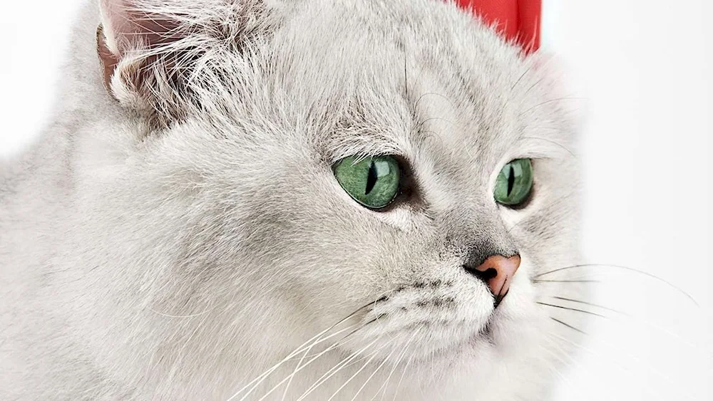 Angora cat. albino cat