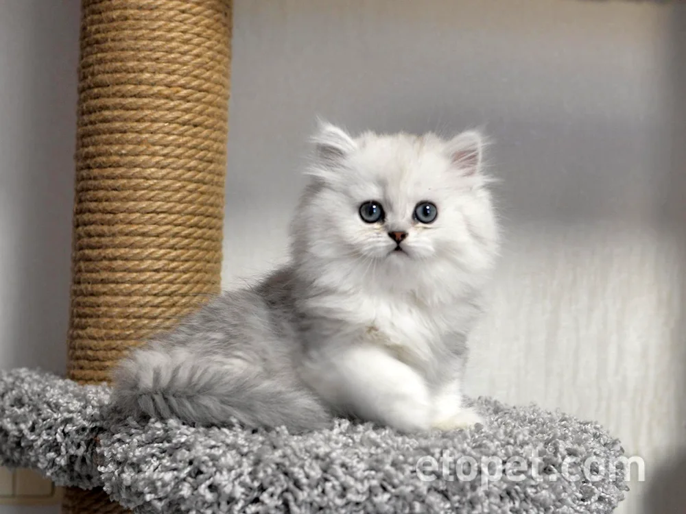 British cat chinchilla