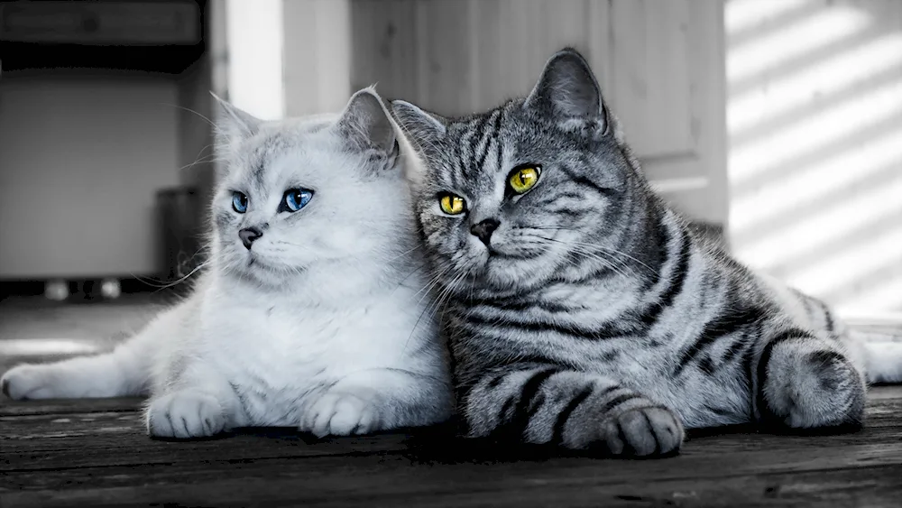 British chinchilla cat