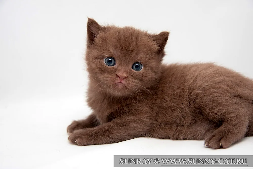 Chocolate British Cinnamon cat