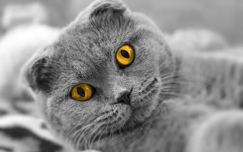 British lop-eared grey cat