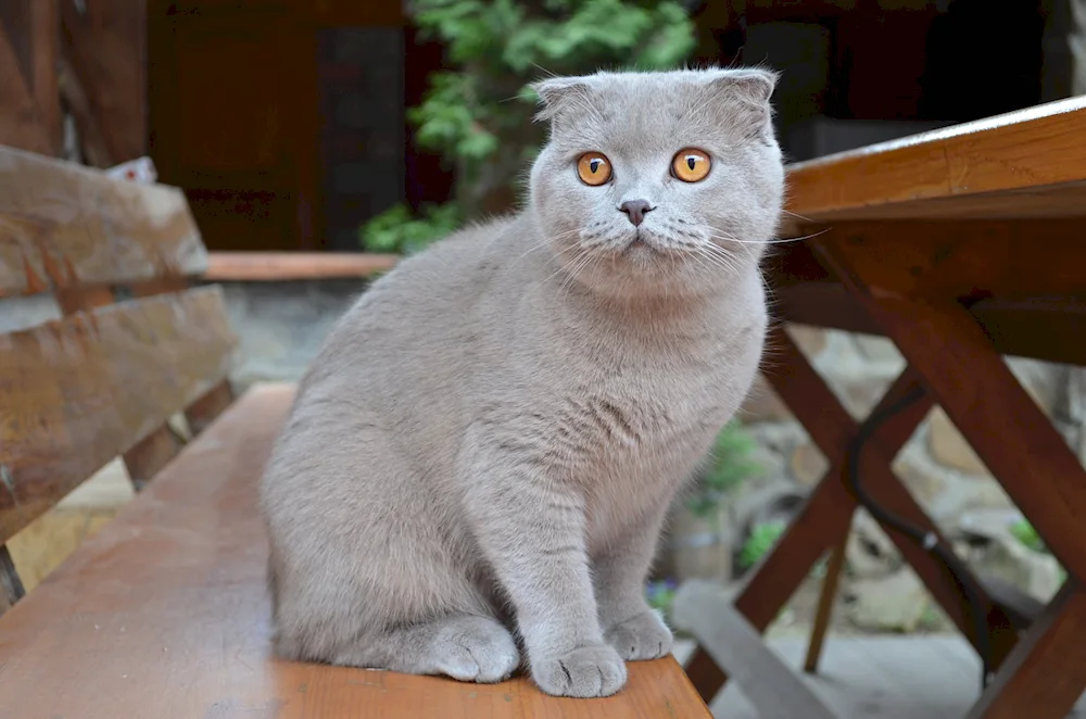 British lop cat métis