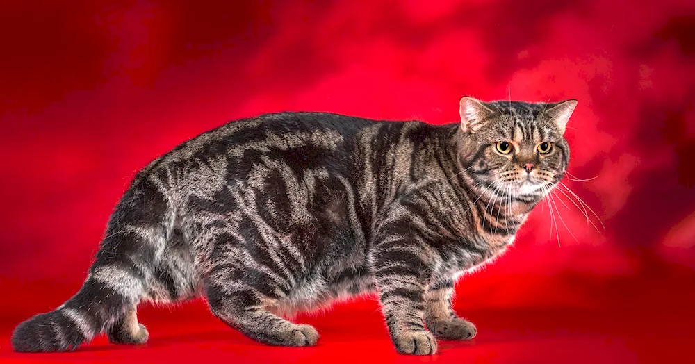 British marbled tabby cat