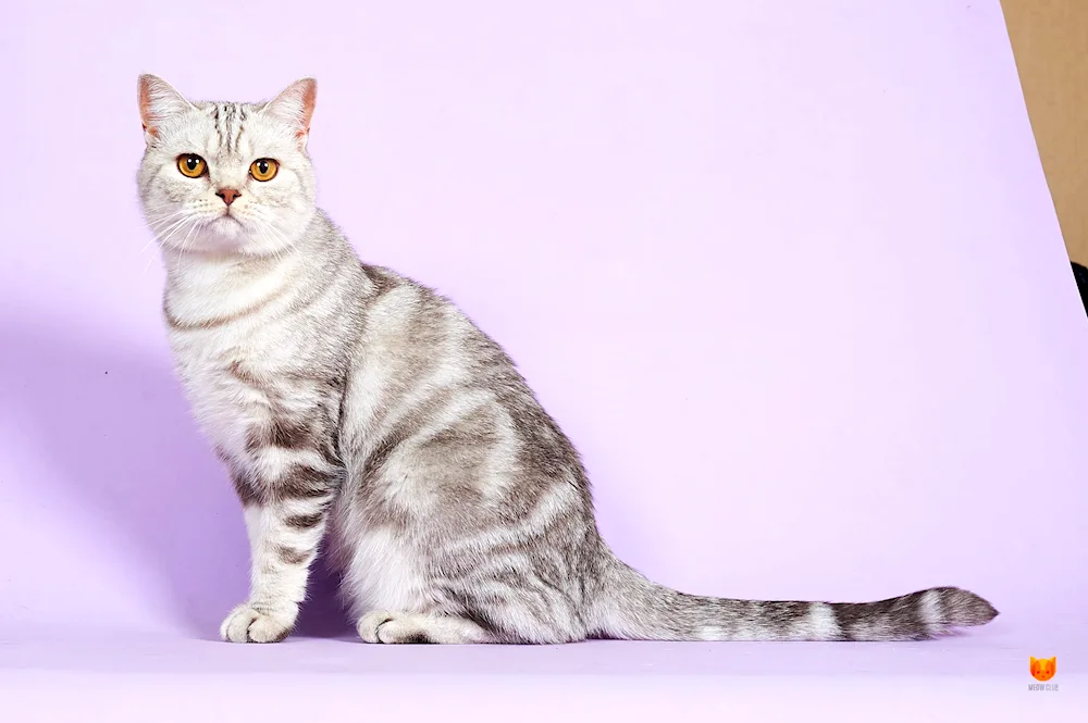 British marbled tabby cat