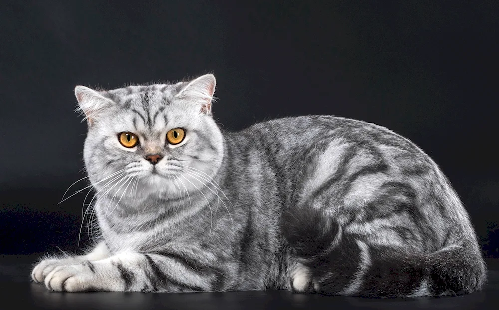 British marbled tabby