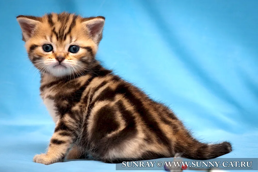 Silver marbled tabby cat