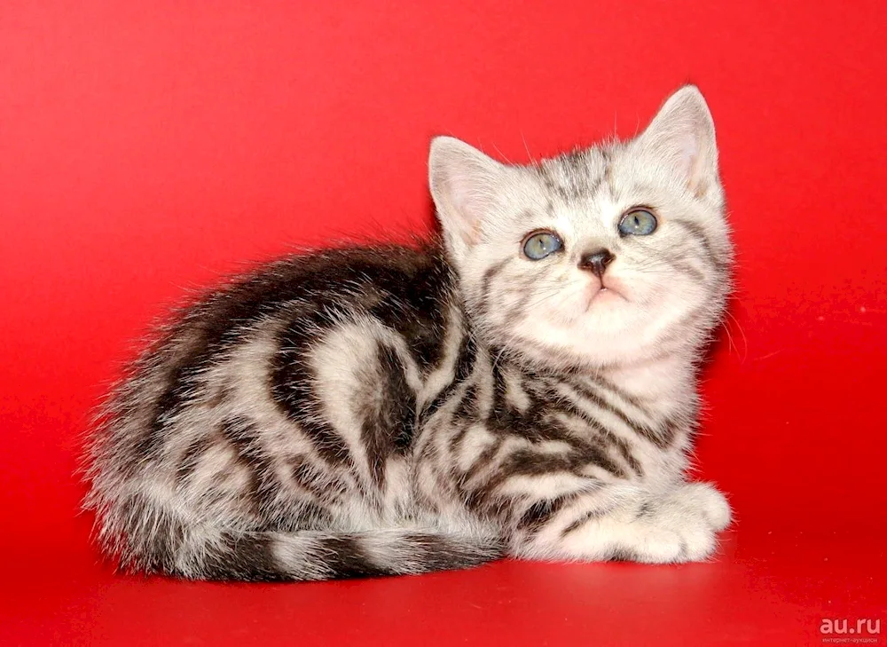 Bengal marbled Munchkin