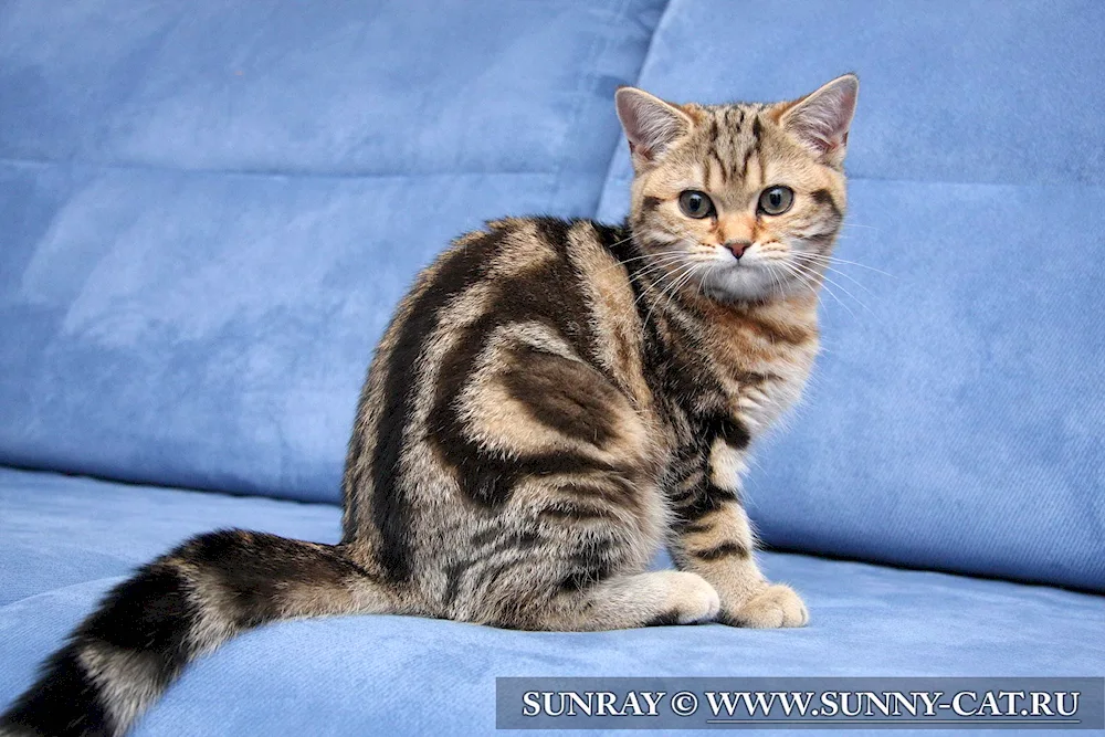 British marbled tabby