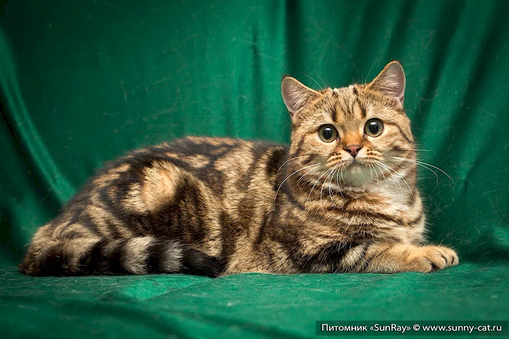 British marble tabby