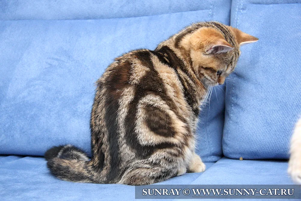 British Marbled tabby