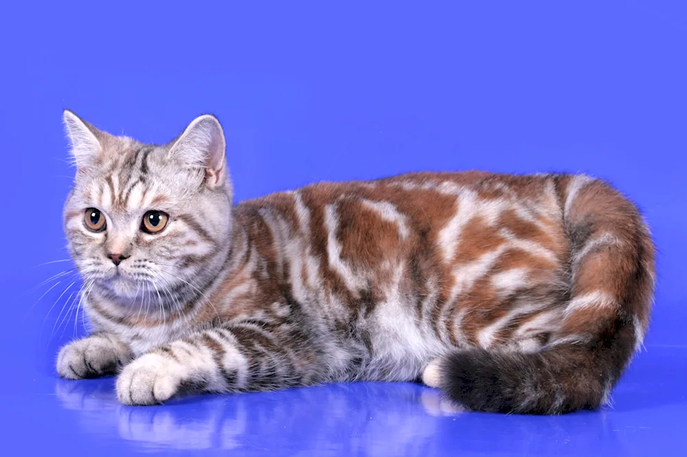 British marbled tabby