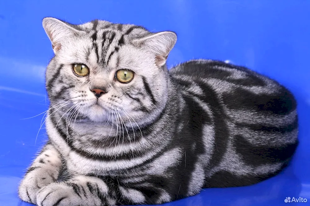 British marbled tabby