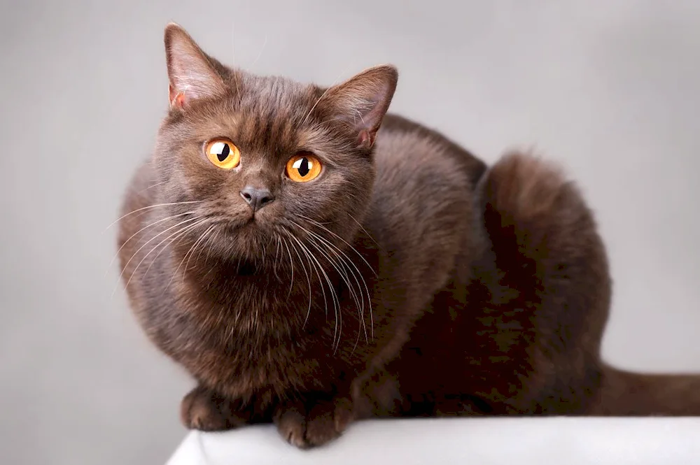 Chocolate British cat Shorthair Brown