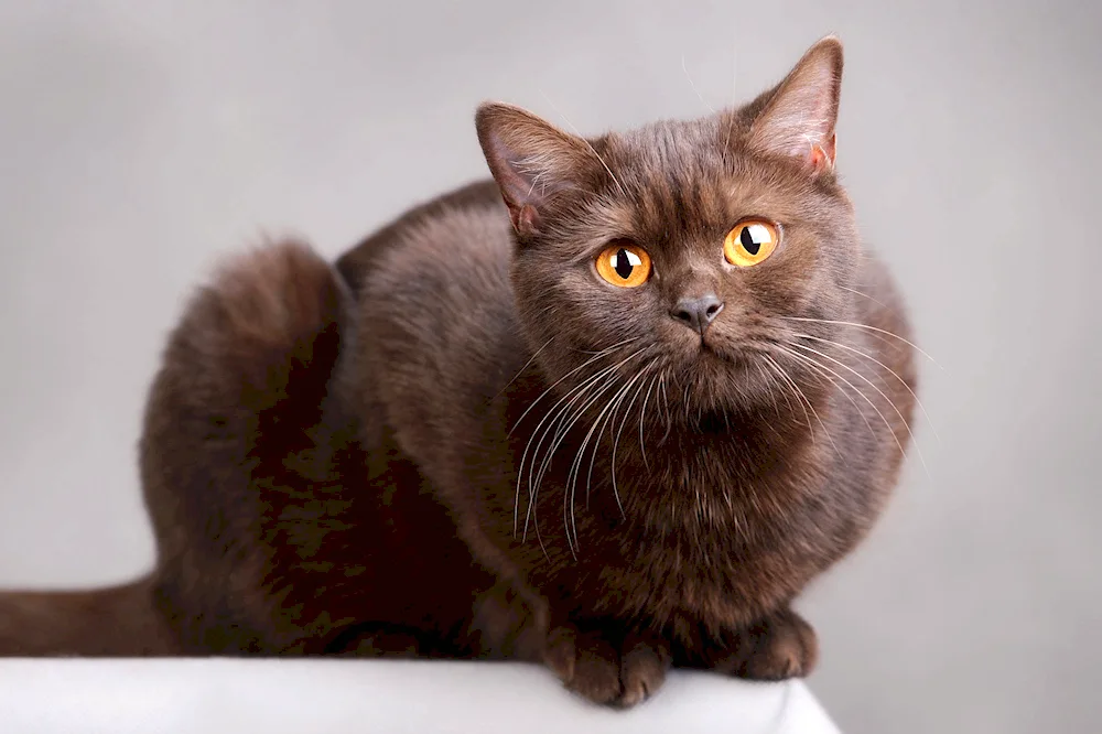 British Shorthair Brown