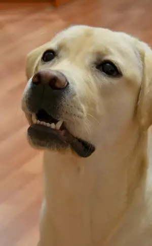 Shaved Labradors