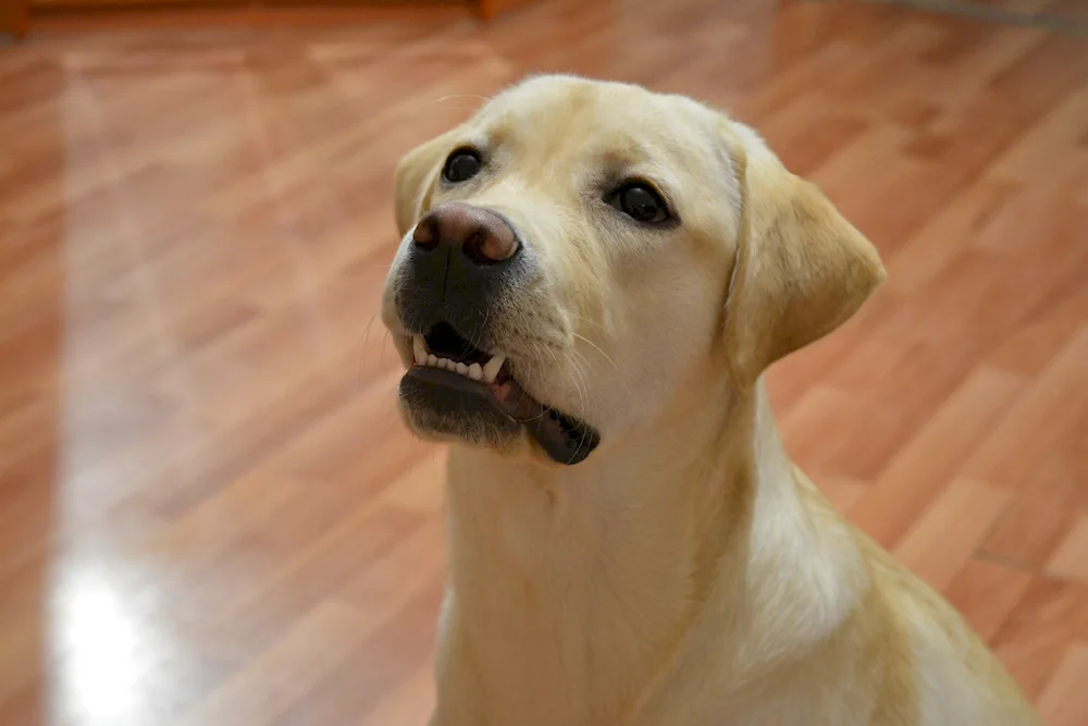 Shaved Labradors
