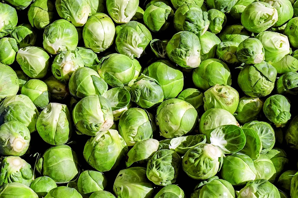 Classification of cabbage vegetables