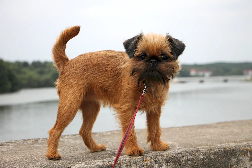 Brussels Griffon