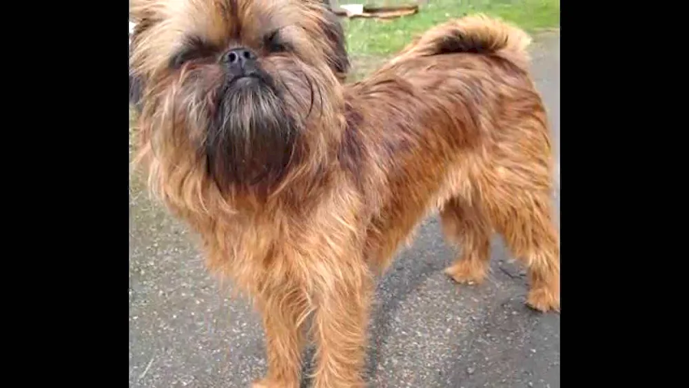 Belgian Griffon