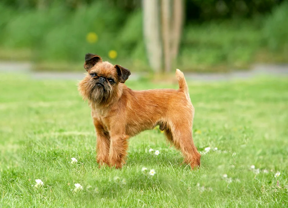 Brussels Griffon Griffon