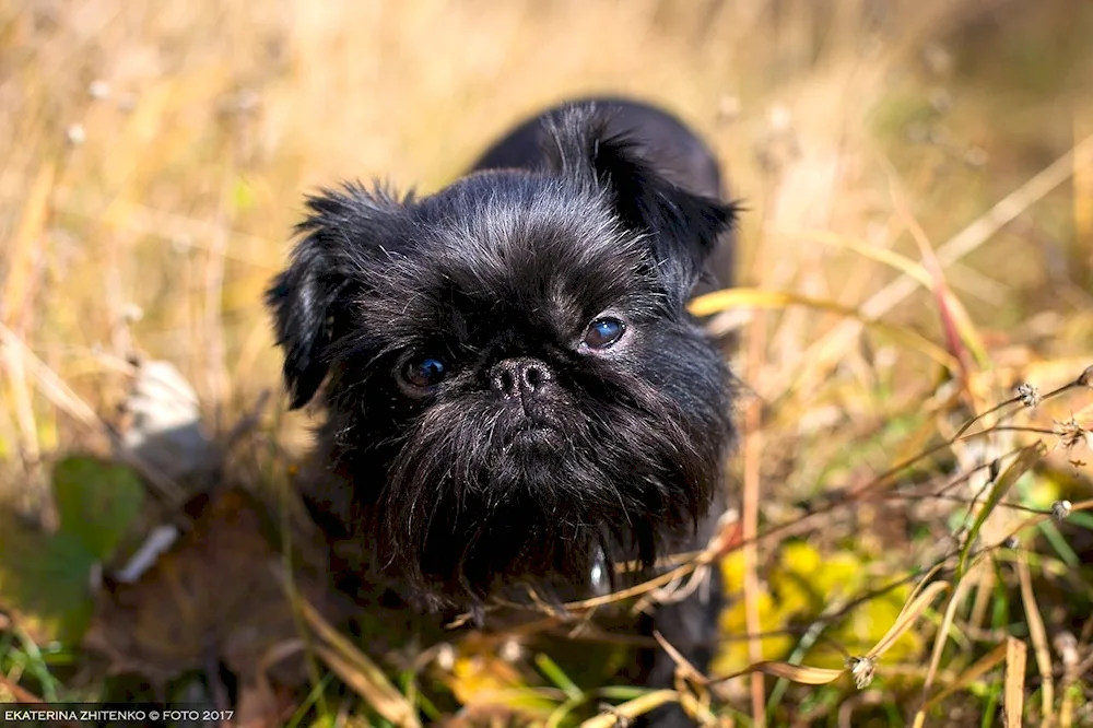 Brussels Griffon