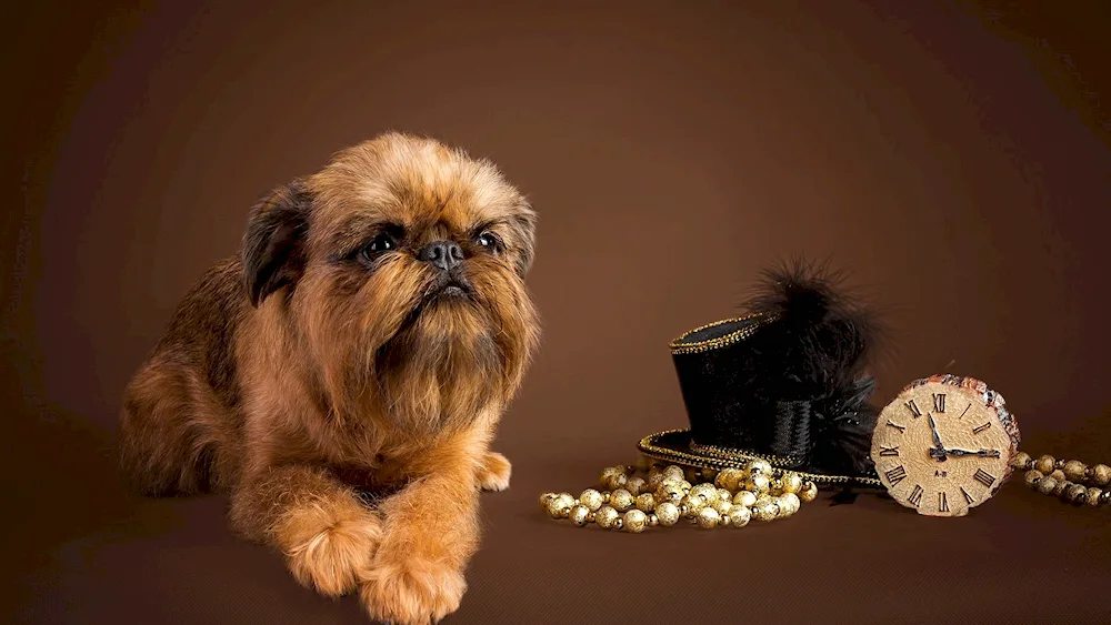 Brussels Griffon