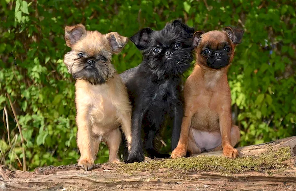 Brussels Griffon