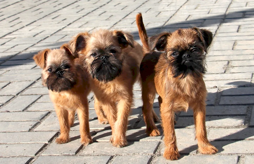 Brussels Griffon