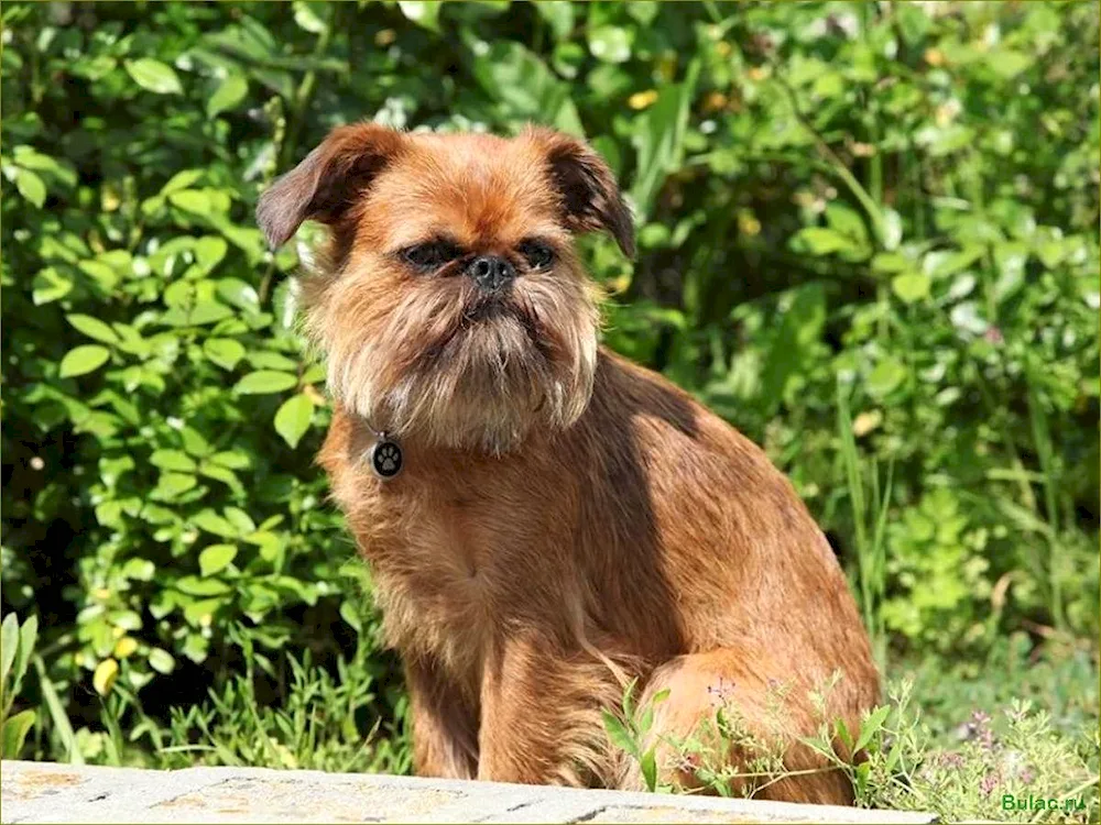 Belgian Griffon Brussels