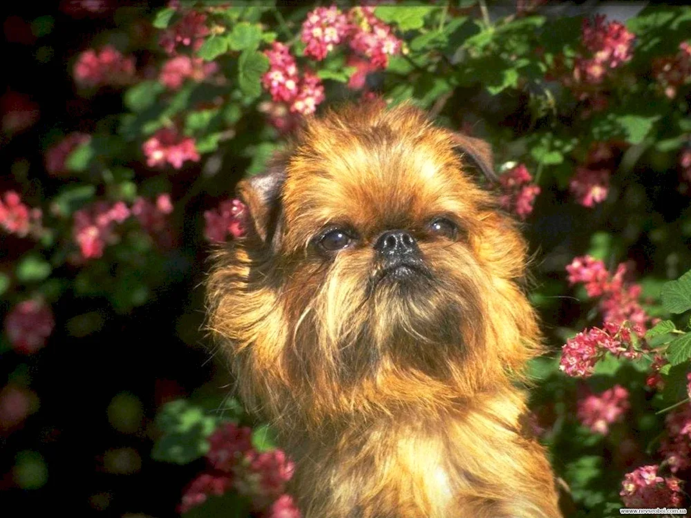 Brussels Griffon